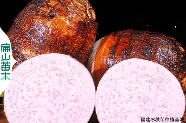 福建芋頭批發