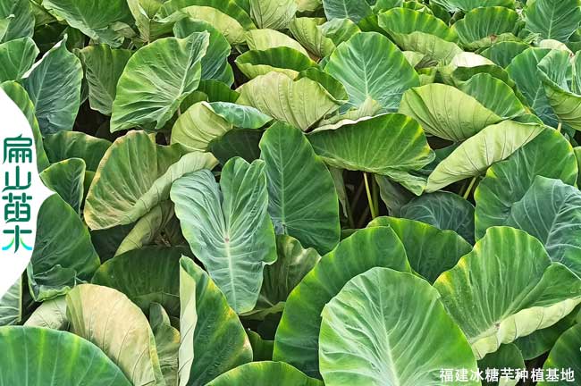 龍巖小芋頭批發