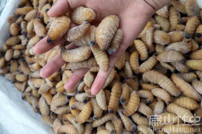 云南冰凍竹蟲批發