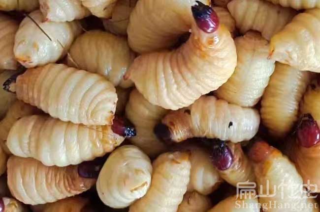陜西竹蟲養殖