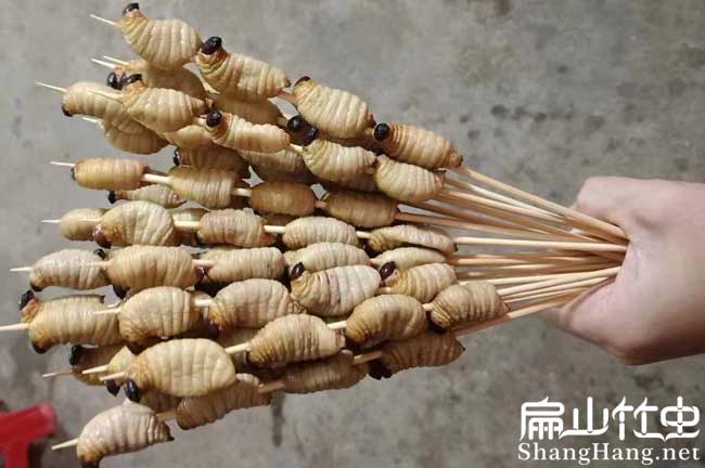 寧德竹蟲養殖