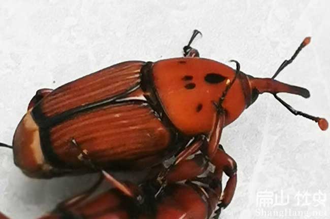 龍巖竹種養殖