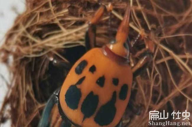 百色竹蟲養殖廠 廣西百色竹蟲種苗回收價格多少錢-扁山竹蟲