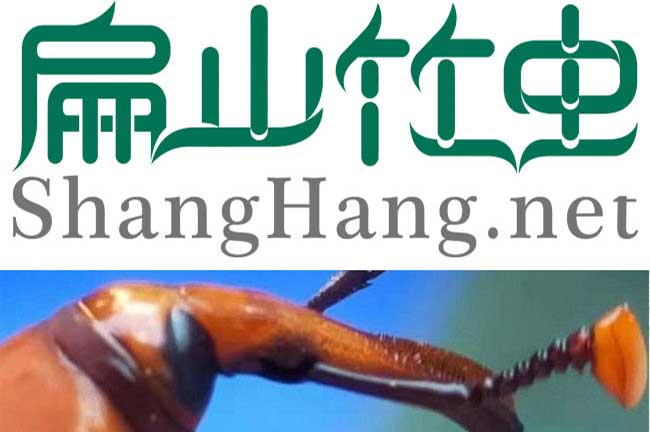 中國竹蟲批發