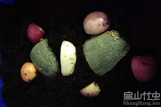 河池竹蟲食物