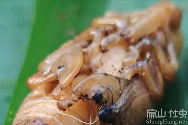 欽州竹蟲批發