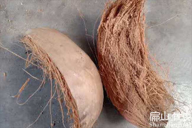 ?？谥裣x吃的椰子皮