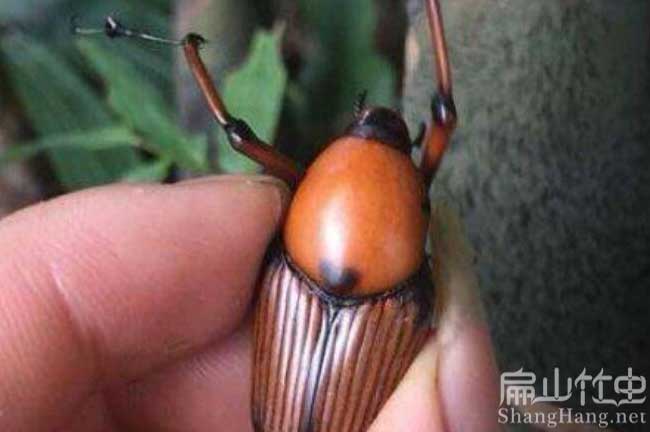 廣西竹蟲產業