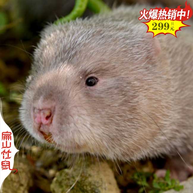 南京中華竹鼠養殖
