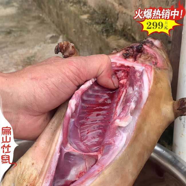 貴港竹鼠銷售