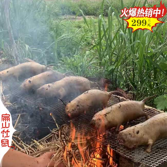 景德鎮哪里有竹鼠養殖廠 種苗規?；?萍鄉適合養殖竹鼠嗎