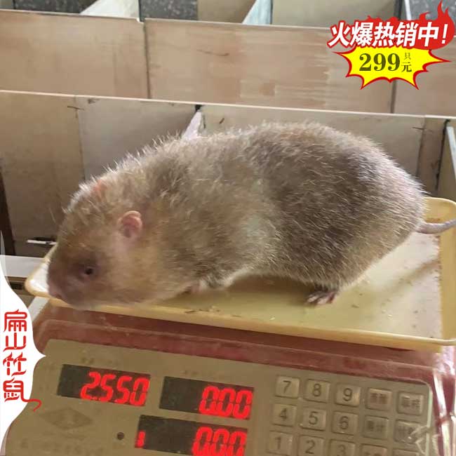 2024年100對湖南湘潭竹鼠種苗基地 豚鼠野兔竹鼠325對清場