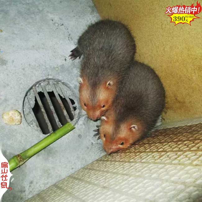 2024福建廣西購買10對.20對.50對竹鼠種苗價格多少錢？