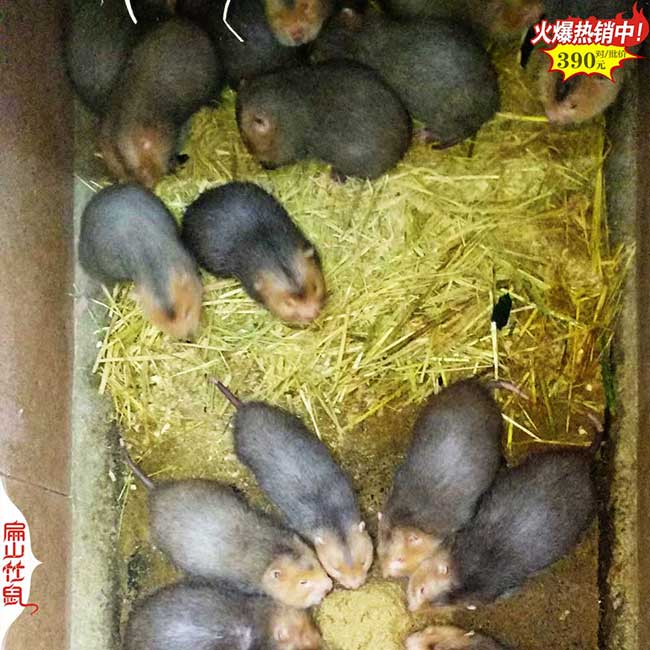 2024年2月廣東茂名DA江門竹鼠養殖場 基地竹鼠種苗6-8兩/只
