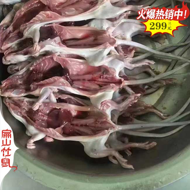 2024寧德散養比利時野兔豚鼠竹鼠養殖基地 寧德種苗30-50對