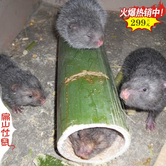 南昌哪里有竹鼠大型養殖基地(Go江西規?；袷蠊攫B殖場)