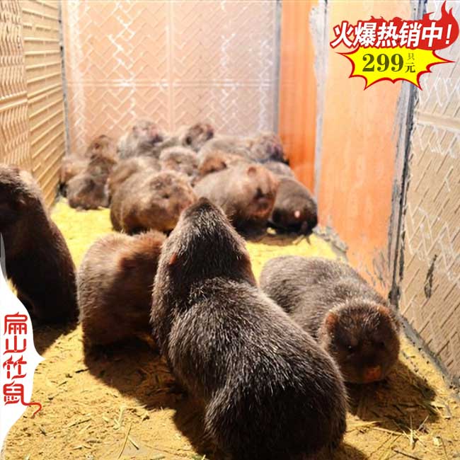 純正散養福建野兔石蛙竹鼠養殖種苗基地 寧德三明南平10萬只