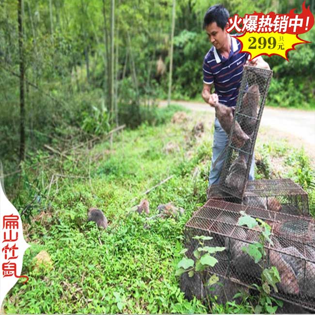 散養竹鼠