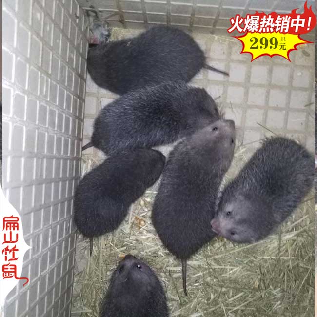 湖南竹鼠養殖場