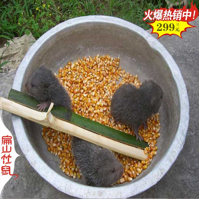 福建竹鼠種苗批發