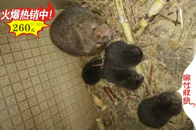 湖南湘鄉竹鼠清場 湘潭湘鄉銀星紅頰竹鼠養殖合作社390元/對