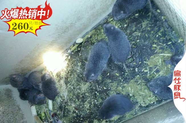廣東竹鼠養殖