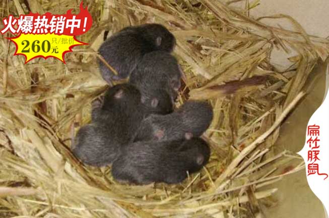 ?？谥袷箴B殖基地