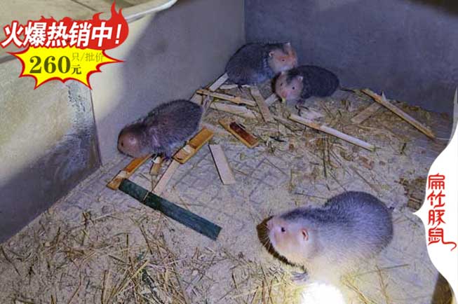 衡陽竹鼠竹鼠養殖基地 種苗價格 長期出售紅頰中華銀星100對