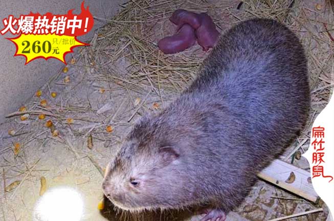 龍巖竹鼠養殖