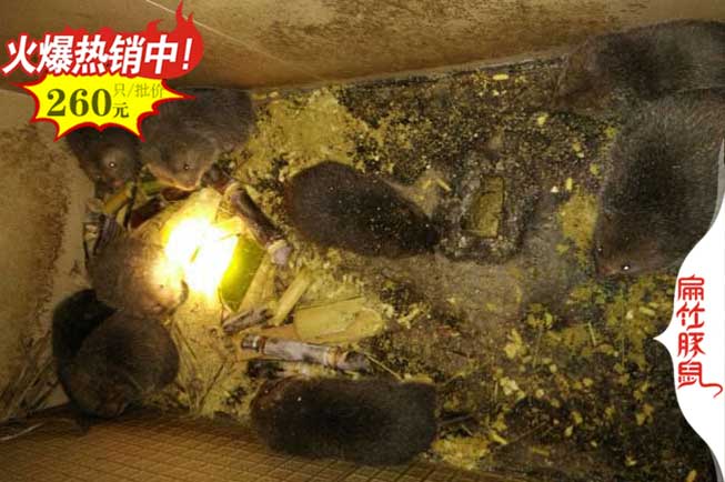 永州竹鼠養殖基地服務中心 永州豚鼠養殖場種苗2024年100對