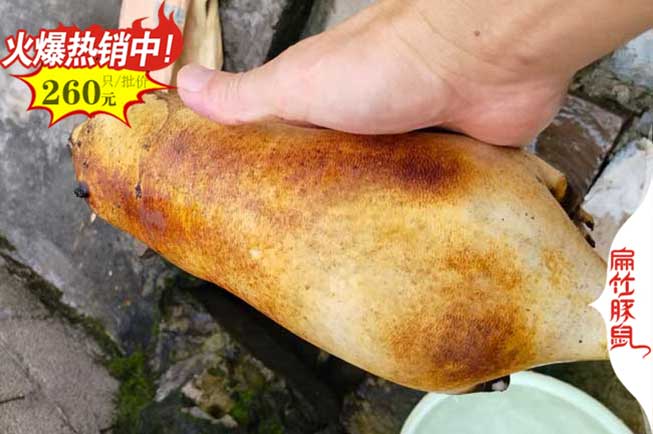 上海竹鼠肉