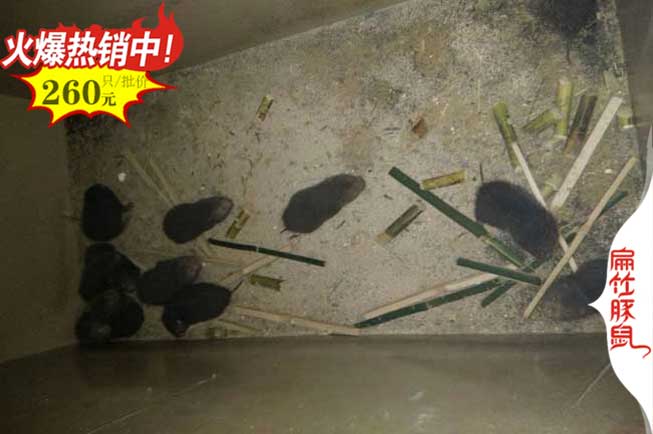 永州竹鼠養殖基地 Hunan永州100對紅頰竹鼠種苗多少錢一只