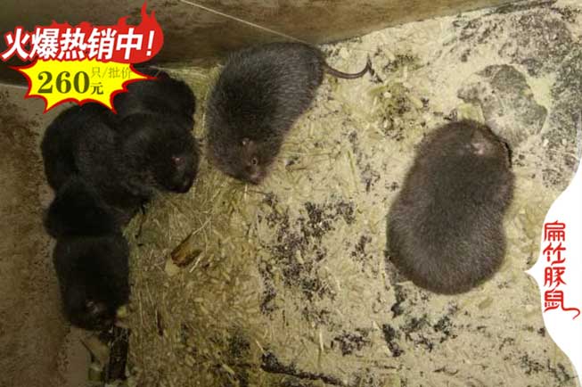 白毛紅頰竹鼠種苗 六盤水興義特大竹鼠養殖基地495元/對