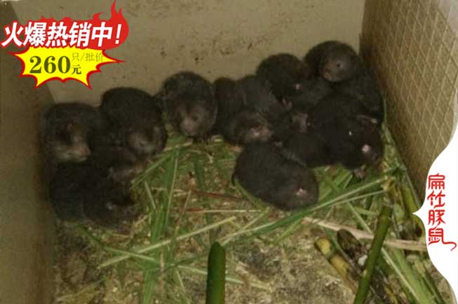 貴陽竹鼠養殖場
