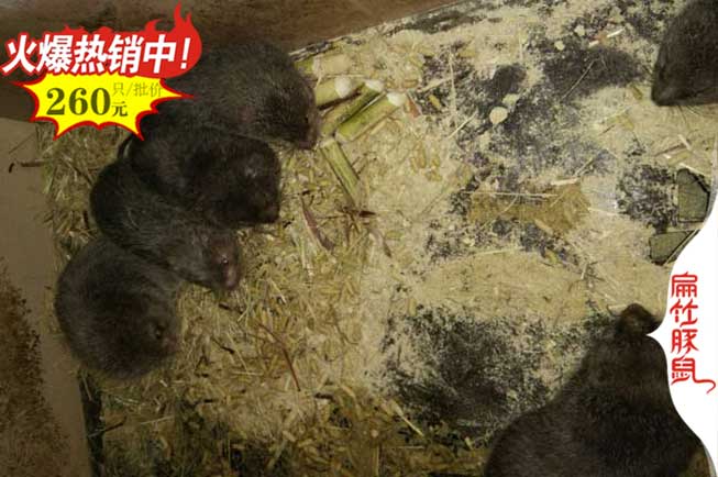 德宏紅頰竹鼠養殖場+銀星種苗昭通竹鼠養殖基地+公司=497元