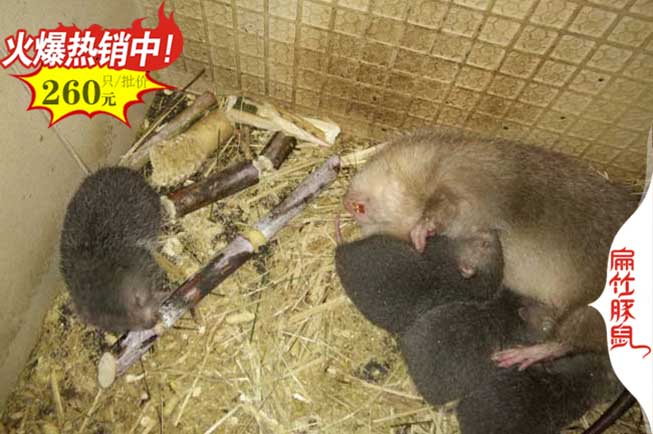 紹興竹鼠養殖