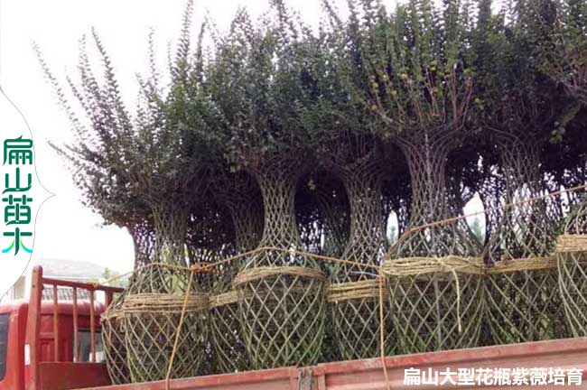 福建紫薇發貨