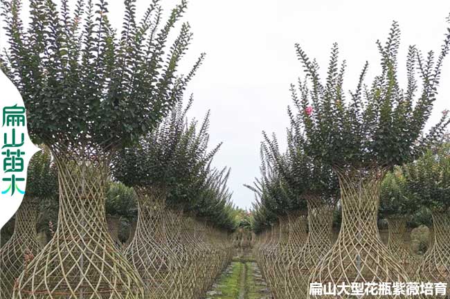 You廣西南寧紫薇花瓶造型 桂林籬笆梧州孔雀圓柱批發 468元