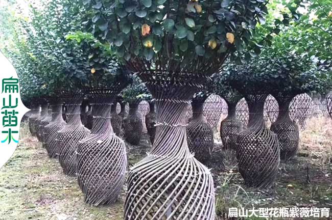 四川紫薇花瓶批發