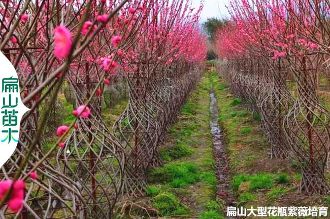 廣東紫薇花瓶批發