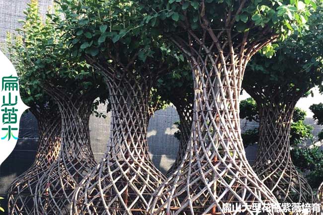 福建茶葉苗培育電話 福建省油茶小杯苗茶花苗批發基地址2元