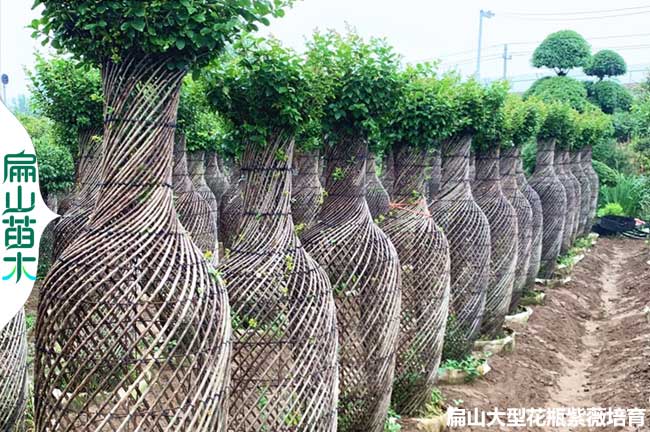 基地賣紫薇花瓶 二種顏色 0.8米 1.5米 1米 1.8米批發3-5米