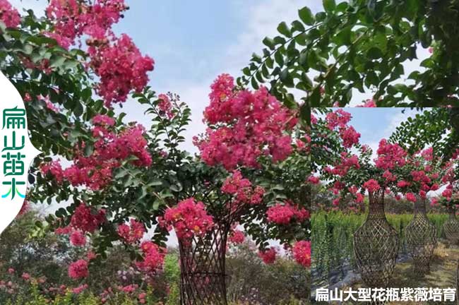 三明花瓶紫薇批發