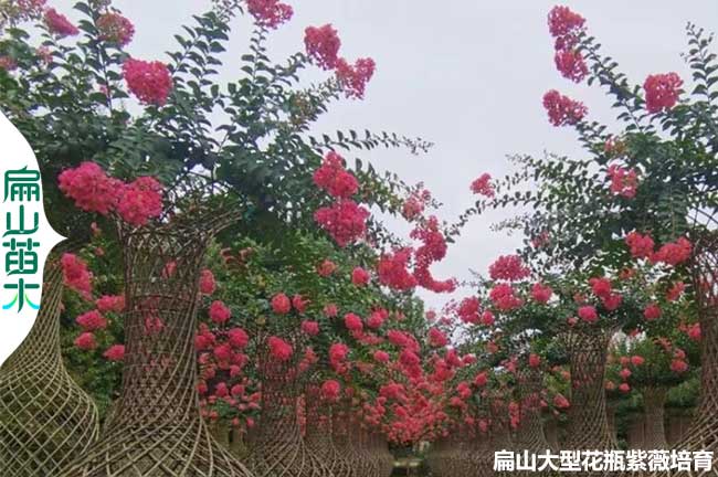 福建花瓶紫薇樹苗批發