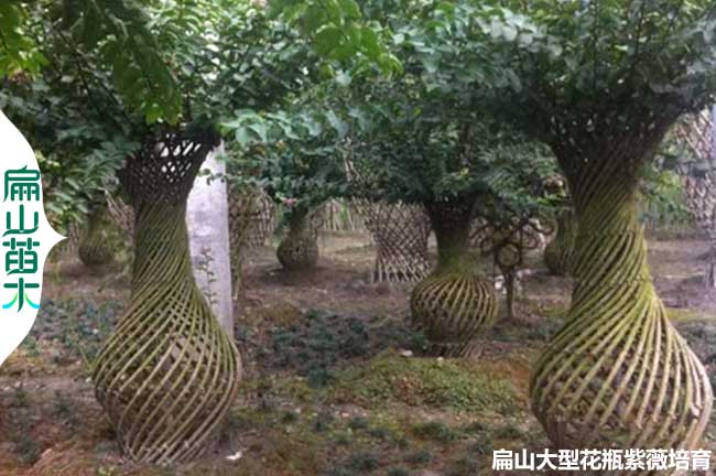 鎮江紫薇花瓶批發