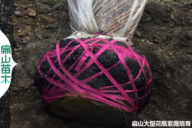 臺州紫薇花瓶規格