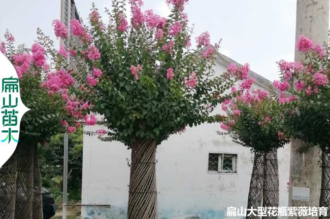 福建茶葉苗培育電話 福建省油茶小杯苗茶花苗批發基地址2元