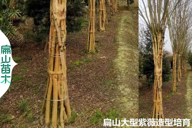 邯鄲紫薇造型批發