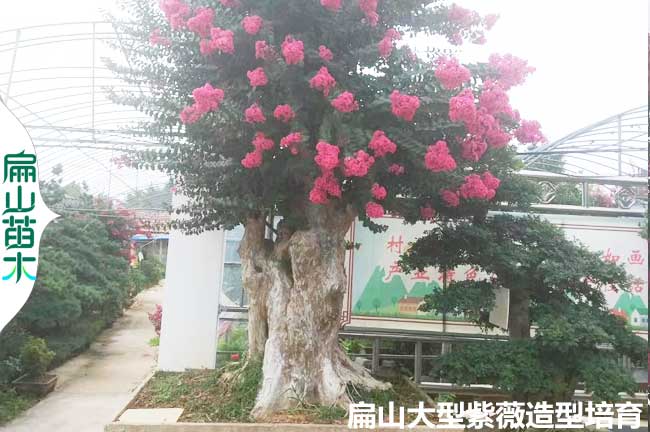 福建茶葉苗培育電話 福建省油茶小杯苗茶花苗批發基地址2元