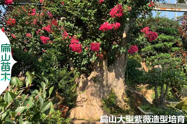 廣東紫薇老樁批發
